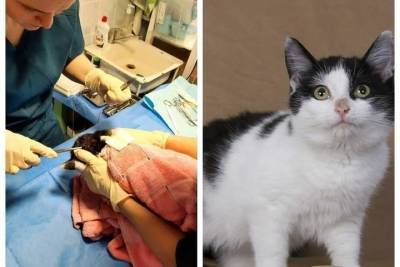 Новосибирские ветеринары спасли бездомного котенка с пулей в голове