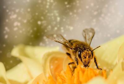 Немецкие ученые предложили использовать пчелиный яд против COVID-19