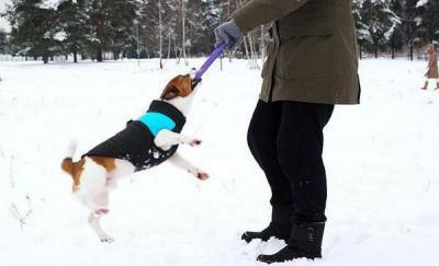 Россиянам подсказали, как защитить собак от реагентов
