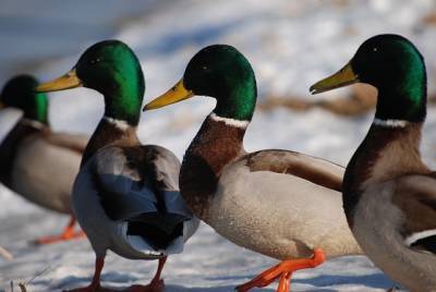 13 птиц примерзли ко льду водоемов в Петербурге за три дня