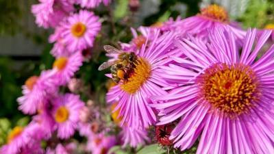 Немецкие ученые: Пчелиный яд – эффективное средство против коронавируса