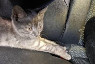 В Копейске женщина из-под колес своего авто спасла замерзающего котёнка