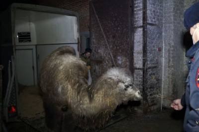 Ростовские полицейские вернули похищенного из заказника верблюжонка