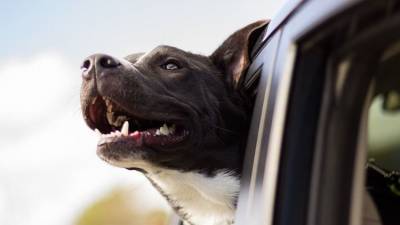 Острый слух: способны ли собаки различить наши слова