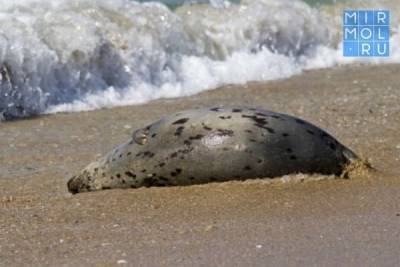 На берегу Каспийского моря обнаружено уже более 270 мертвых тюленей