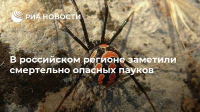 В российском регионе заметили смертельно опасных пауков