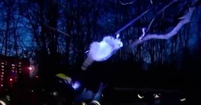 Застрявший на дереве в Москве енот сбежал после спасения и попал на видео