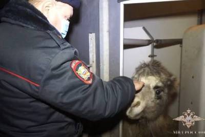 Ростовские полицейские нашли украденного из заказника детёныша верблюда