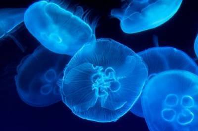 В Азовском море будут истреблять медуз