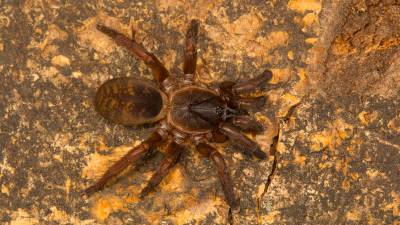 На юге России заметили смертельно опасных пауков