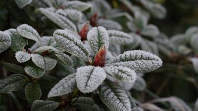 МЧС предупредило петербуржцев о мокром снеге и гололедице 11-12 декабря