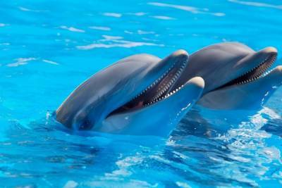 Петербург может остаться без дельфинария