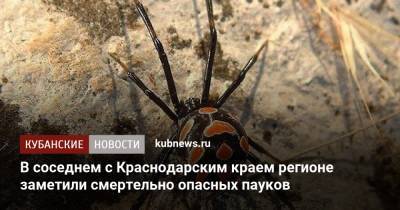 В соседнем с Краснодарским краем регионе заметили смертельно опасных пауков