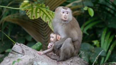 Биологи доказали безопасность зачатия «от трех родителей»