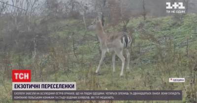 На остров Ермаков в Одесской области заселили благородных олениц и ланей