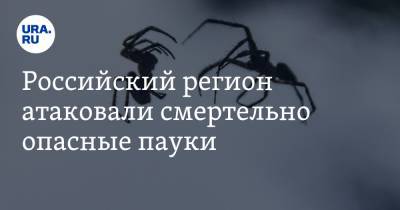 Российский регион атаковали смертельно опасные пауки