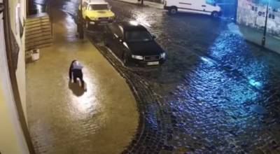 Киев во льду: Подборка самых необычных и опасных видео с улиц столицы