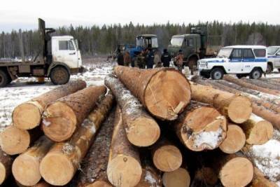 Криминализацию лесной отрасли подрубят системой ЛесЕГАИС