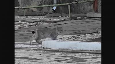 Рысь устроила "забег" по улицам города в Забайкалье. Видео
