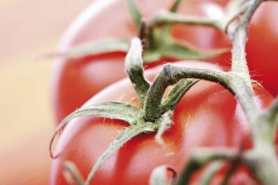 Источник: Баку предложит Москве варианты решения вопроса поставок томатов