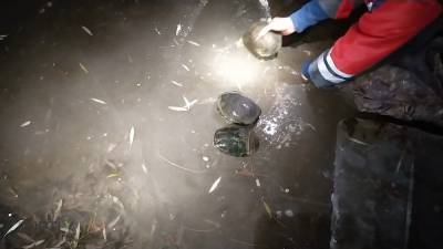 Семейство черепах в Киеве спасли от гибели.