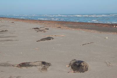 На берег Каспийского моря выбросило сотни мертвых тюленей