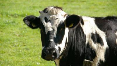 Суд рассмотрит дело о гибели коровы, которая наступила на кабель ЛЭП в Ленобласти