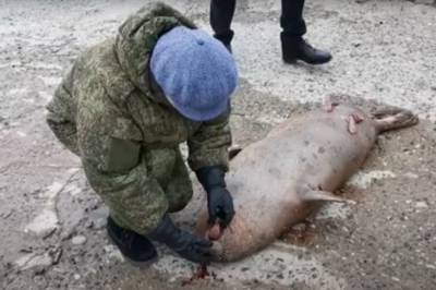 На побережье в Дагестане за 4 дня нашли более 270 мертвых каспийских тюленей