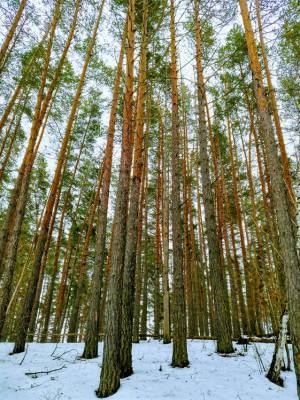 Жителям Ульяновской области предлагают посадить свой лес