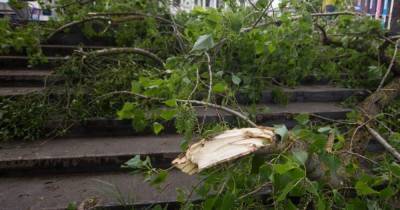 В Советске на женщину с ребёнком упало дерево, возбуждено уголовное дело