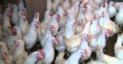 В Сумской области из-за пожара на птицефабрике едва не сгорели 40 тысяч кур