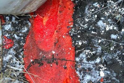 Контрабандисты сожгли на границе Украины машину с красной и черной икрой