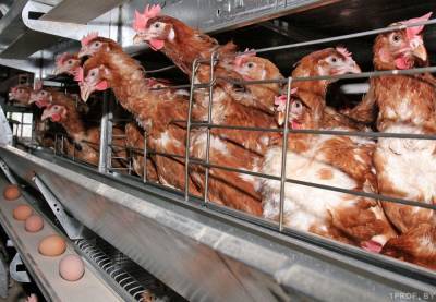 Из-за птичьего гриппа Беларусь ограничила поставки птицы из четырех стран. Рассказываем, кем представлен рынок птицы и кто на нем выигрывает