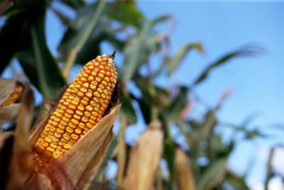 В США резко повысили кукурузный прогноз по Украине