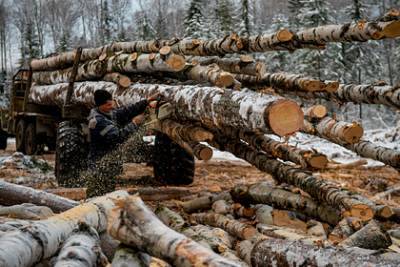 Поправки «Единой России» в Лесной кодекс сделают оборот древесины прозрачнее