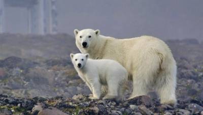 Арктика на связи: линию Arctic Сonnect планируют построить к 2023 году