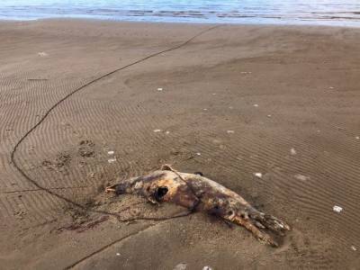 На берегу Каспия нашли почти 300 мертвых тюленей