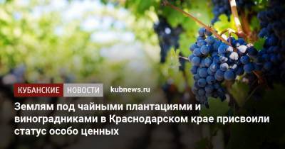 Землям под чайными плантациями и виноградниками в Краснодарском крае присвоили статус особо ценных