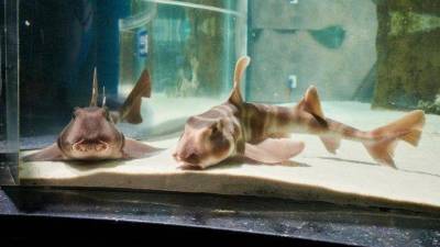 В Москвариуме поселились японские бычьи акулы