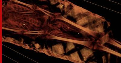 Ученые разгадали тайну 1900-летней мумии из Египта с помощью рентгена