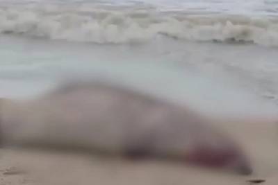 В Дагестане обнаружили почти 300 мёртвых краснокнижных тюленей