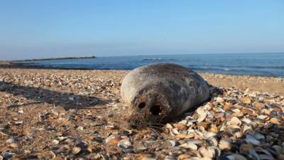 На побережье Каспийского моря погибли 272 тюленя: фото