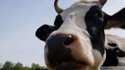 Смерть коровы от удара током в Ленобласти рассмотрят в суде
