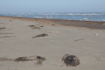На побережье Каспийского моря нашли сотни трупов краснокнижных тюленей: жуткие фото