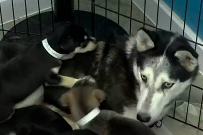 Спасенная от усыпления собака неожиданно родила семь щенков