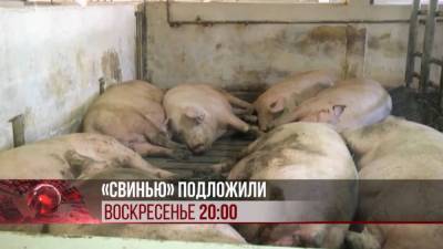 Африканская чума свиней идет в Казахстан? Ждать ли повторения сценария с птичьим гриппом?