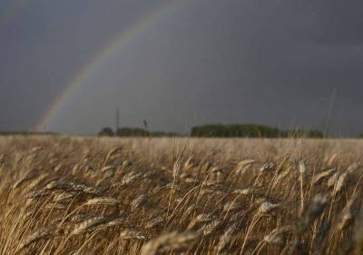 Агентство СовЭкон снизило прогноз урожая пшеницы в РФ в 21г до 76,8 млн т