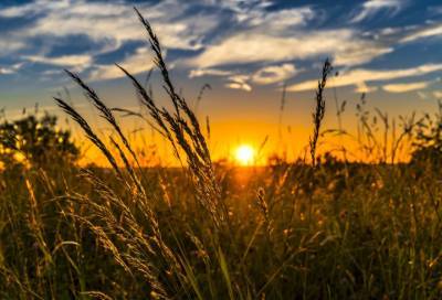 В Ленобласти определили лучший сельскохозяйственный район 2020 года