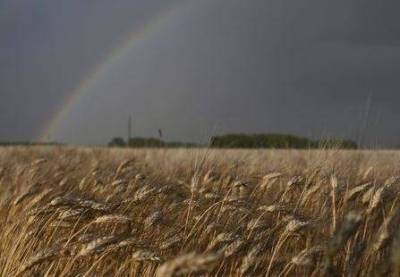 Агентство "СовЭкон" снизило прогноз урожая пшеницы в РФ в 2021 году до 76,8 млн тонн