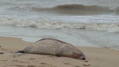 Эксперты пытаются раскрыть тайну гибели каспийских тюленей